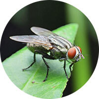 Flies