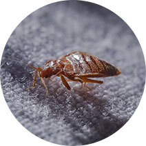 Bed Bugs