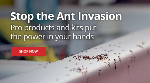 Ants Stop the Ant Invasion - Pro Products and Kits Put the Power in Your Hands |SHOP NOW|