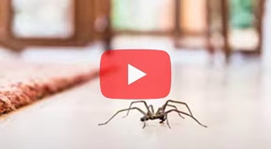 Get Rid of Spiders Indoors Get Rid of Spiders Indoors
