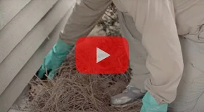 Rodent Proof Your Home