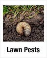 Lawn Pests