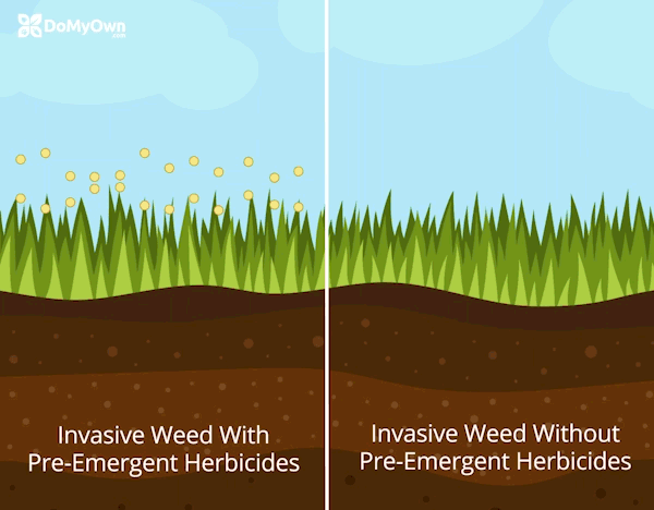 Pre-Emergent Herbicide Visual