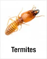 Termites