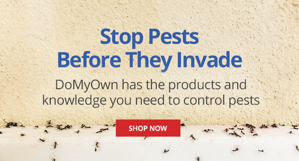 Stop Pests Before They Invade - DoMyOwn has the products and Knowledge you need to control pests |SHOP NOW|