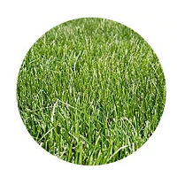 Fescue Grass