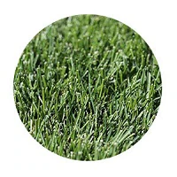 Kentucky Bluegrass