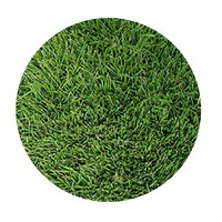 Zoysia Grass