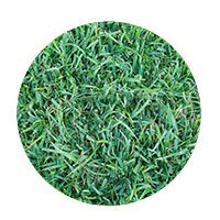 Centipede Grass