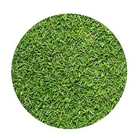 Bermuda Grass