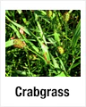 Crabgrass
