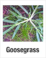 Goosegrass