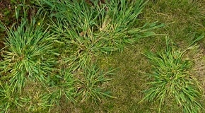 Control Crabgrass in Your Lawn