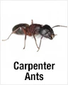 Carpenter Ants
