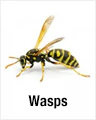 Wasps