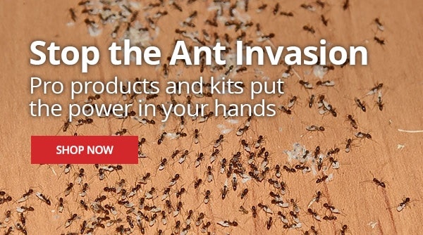 Stop the Ant invasion - Pro products and kits put the power in your hands