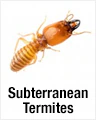 Subterranean Termites