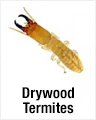 Drywood Termites