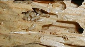 How to Get Rid of Termites
