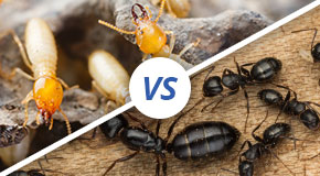 How To Tell The Difference Between Ants & Termites