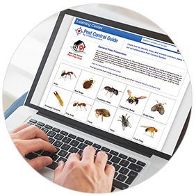 Pest Control Guides