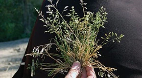 How to Identify Poa Annua in Your Lawn