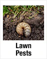 Lawn Pests