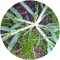 Goosegrass