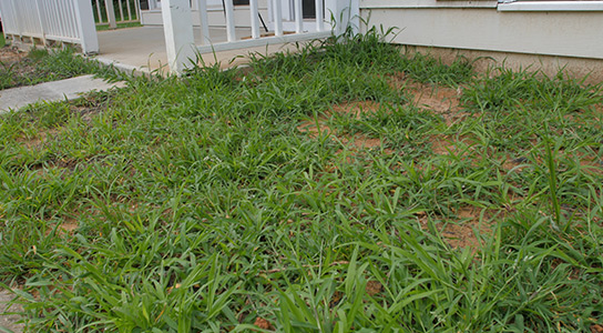 Prevent Crabgrass with Spring Pre-Emergent Herbicides