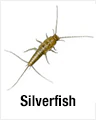 Silverfish