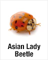 Asian Lady Beetles