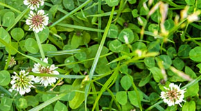How to Tell the Difference Between Clover, Oxalis, and Black Medic