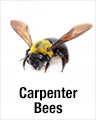 Carpenter Bees