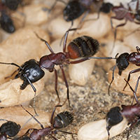 Carpenter Ant Guide Carpenter Ant Guide
