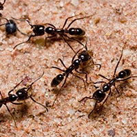 Indoor Ant Guide Indoor Ant Guide
