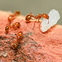 Outdoor Ant Guide