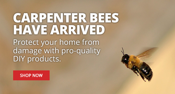 Carpenter Bees have Arrived - Protect your home from damage with pro-quality DIY products |SHOP NOW|