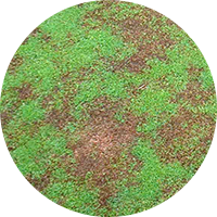 Anthrancnose