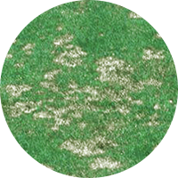 Dollar Spot
