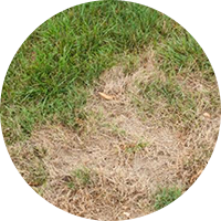 Brown Patch