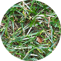 Powdery Mildew