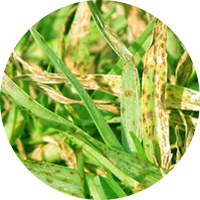 Leaf Spot