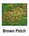 Brown Patch