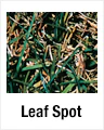 Leaf Spot