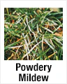Powdery Mildew