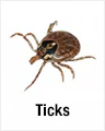 Ticks
