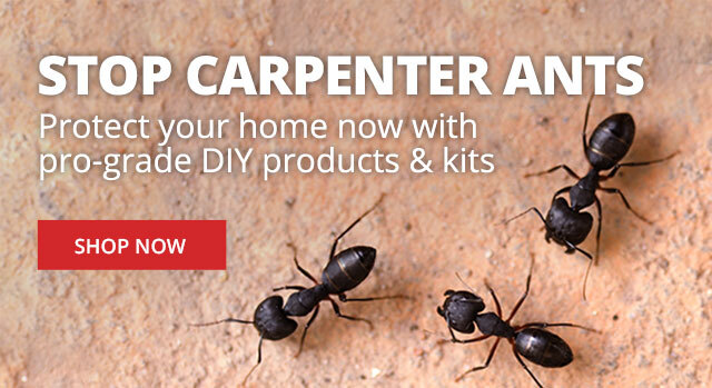 Stop Carpenter Ants - Protect your home now with pro-qaulity DIY products & kits |SHOP NOW|