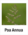 Poa Annua