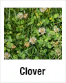 Clover