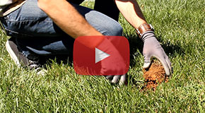 How to Treat an Active Grub Infestation